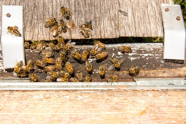 Beaucoup d'abeilles à l'entrée de la ruche dans le rucher . — Photo