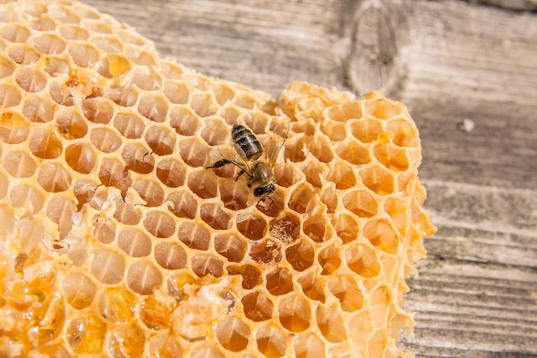 Close up view of the working bee on the honeycomb with sweet hon — Stock Photo, Image