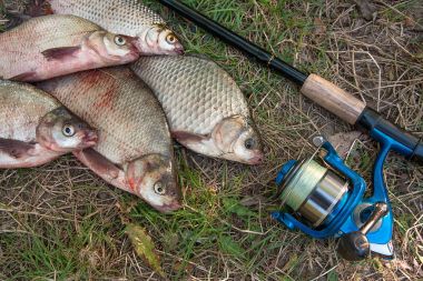 Ortak çipura balık, crucian balık veya Carassius, roach yığını 