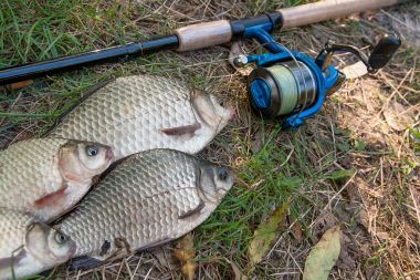 Çeşitli havuz balık veya carassius yeşil çimenlerin üzerinde. Taze yakalamak