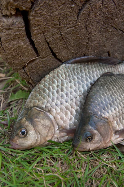 Flera groplöja fisk eller Carassius på grönt gräs. Att fånga fres — Stockfoto