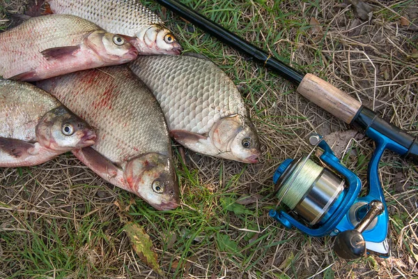 Ortak çipura balık, crucian balık veya Carassius, roach yığını 
