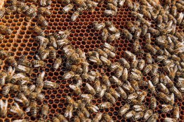 Arı ile tatlı bal sarı petek üzerinde çalışıyor.