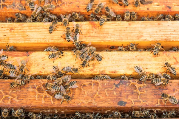 Vue rapprochée des abeilles essaim sur un nid d'abeilles . — Photo