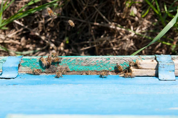 Mnóstwo pszczół przy wejściu ula w pasieki. — Zdjęcie stockowe