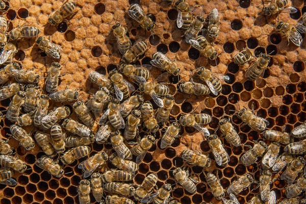 Busy bees inside hive with sealed cells for their young.