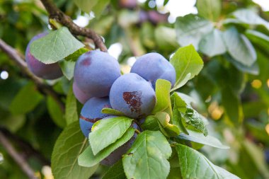 Erik ağacı Şubesi sunse tarihinde olgunlaşmış sulu meyve ile yakın çekim