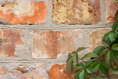 Bahçe yabani üzüm ile sonbahar yaprakları bir tuğla duvara.