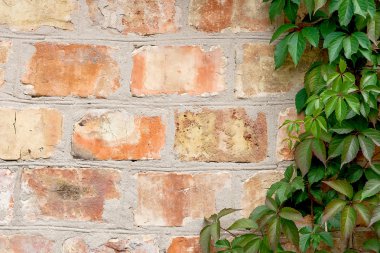 Bahçe yabani üzüm ile sonbahar yaprakları bir tuğla duvara.