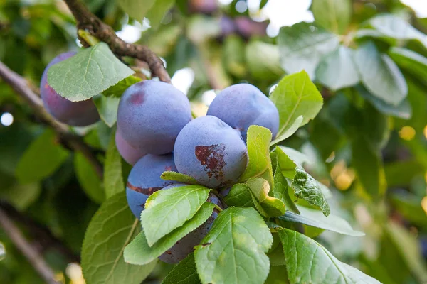 Erik ağacı Şubesi sunse tarihinde olgunlaşmış sulu meyve ile yakın çekim