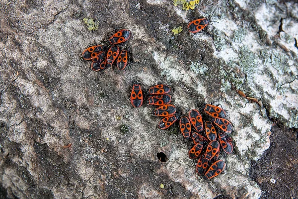 Firebug negro y rojo o Pyrrhocoris apterus, en un tronco de árbol viejo — Foto de Stock