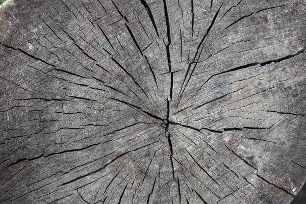 Vágott fa törzse fa textúra. Moss és a gombák egyre nagyobb a th — Stock Fotó
