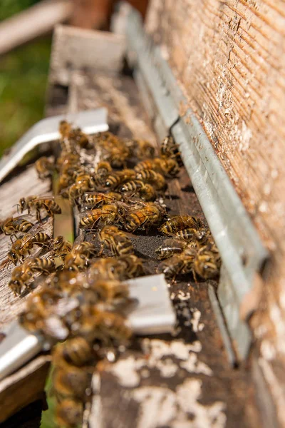 Plenty of bees at the entrance of beehive in apiary.