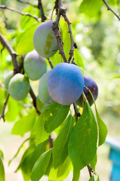 Close up of the plum tree branch with ripe juicy fruits on sunse — Stock Photo, Image
