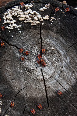 Siyah ve kırmızı Firebug'ı veya Pyrrhocoris apterus, eski bir ağaç trun üzerinde