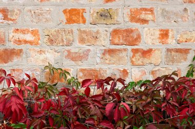 Bahçe yabani üzüm ile sonbahar yaprakları bir tuğla duvara.