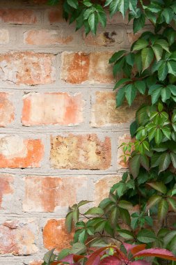 Bahçe yabani üzüm ile sonbahar yaprakları bir tuğla duvara.