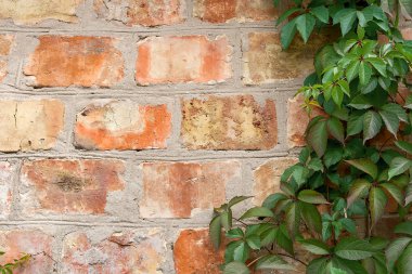 Bahçe yabani üzüm ile sonbahar yaprakları bir tuğla duvara.