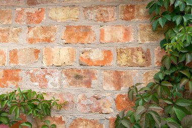 Bahçe yabani üzüm ile sonbahar yaprakları bir tuğla duvara.