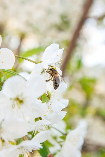Bee collects nectar and pollen on a blossoming cherry tree branc — Stock Photo, Image
