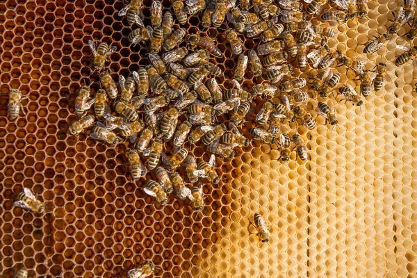 Abeilles dans une ruche avec la reine des abeilles au milieu Images De Stock Libres De Droits