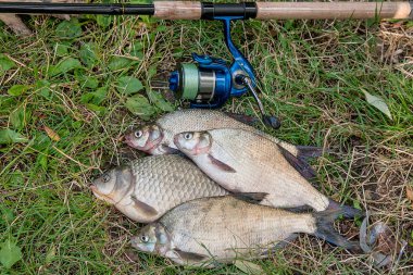 Birkaç ortak çipura balık, crucian balık, roach balık, kasvetli balık 