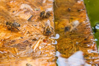 Arılar içme suyu yaz, ahşap tahta üzerinde.