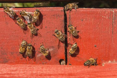 Arı, arı kovanı, arı kovanı girişinde bir sürü.