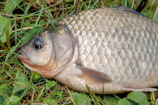 Eine Karausche auf grünem Gras. Fang von Süßwasserfischen auf nat — Stockfoto