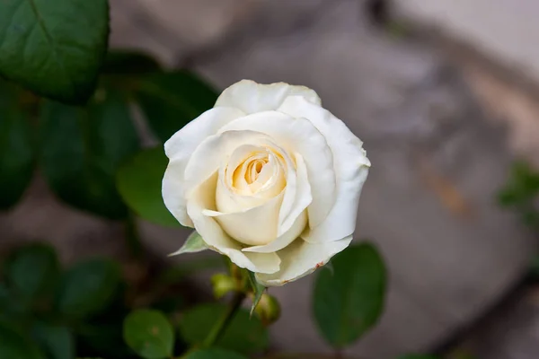 Biała róża w ogrodzie — Zdjęcie stockowe
