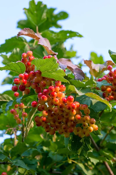 Közelről a csokrok piros bogyós gyümölcsök Guelder rose vagy labdarózsa — Stock Fotó