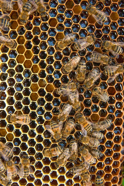 Vista das abelhas trabalhando no favo de mel com mel doce . — Fotografia de Stock