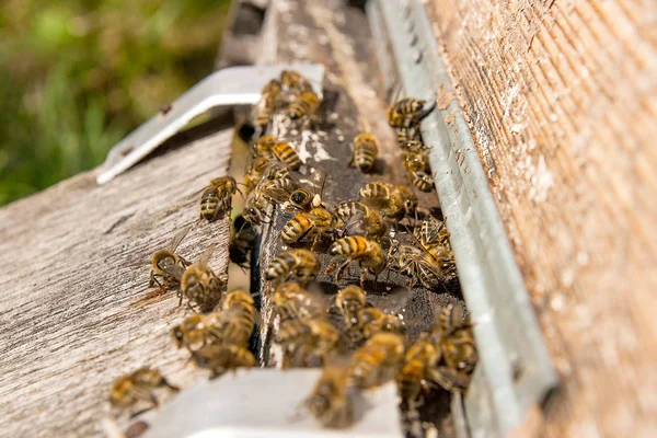 Plenty of bees at the entrance of beehive in apiary.