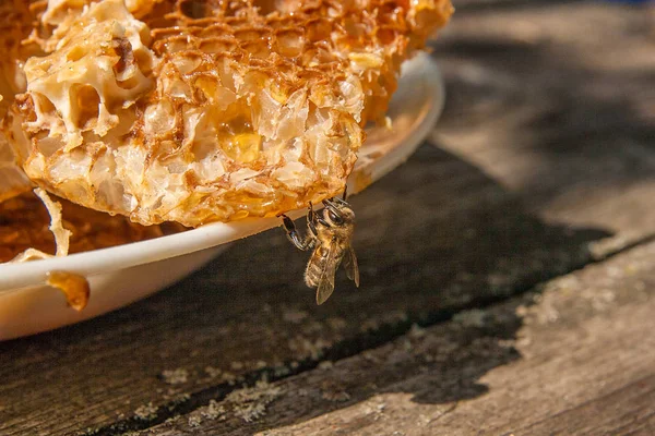 Vista de perto da abelha trabalhando no favo de mel com doce hon — Fotografia de Stock
