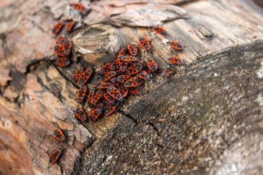 Siyah ve kırmızı Firebug'ı veya Pyrrhocoris apterus, eski bir ağaç trun üzerinde