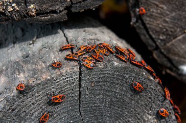 Siyah ve kırmızı Firebug'ı veya Pyrrhocoris apterus, eski bir ağaç trun üzerinde