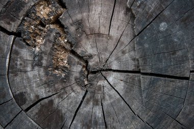 Ahşap dokusu kesilerek ağaç gövdesi. Yosun ve th üzerinde büyüyen mantar