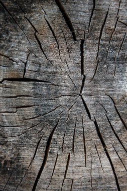 Ahşap dokusu kesilerek ağaç gövdesi. Yosun ve th üzerinde büyüyen mantar