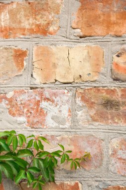 Bahçe yabani üzüm ile sonbahar yaprakları bir tuğla duvara.