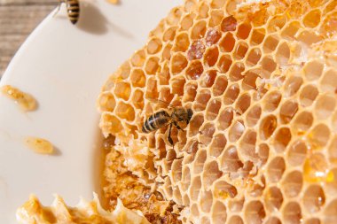 Tatlı tatlım ile petek üzerinde çalışma arı görünümü kadar kapatın