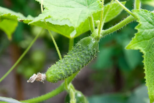 Close up view of fresh young cucumber in garden organics farm — Stock Photo, Image