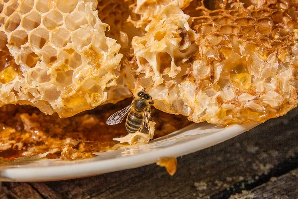 Vista de cerca de la abeja de trabajo en el panal con dulce hon —  Fotos de Stock