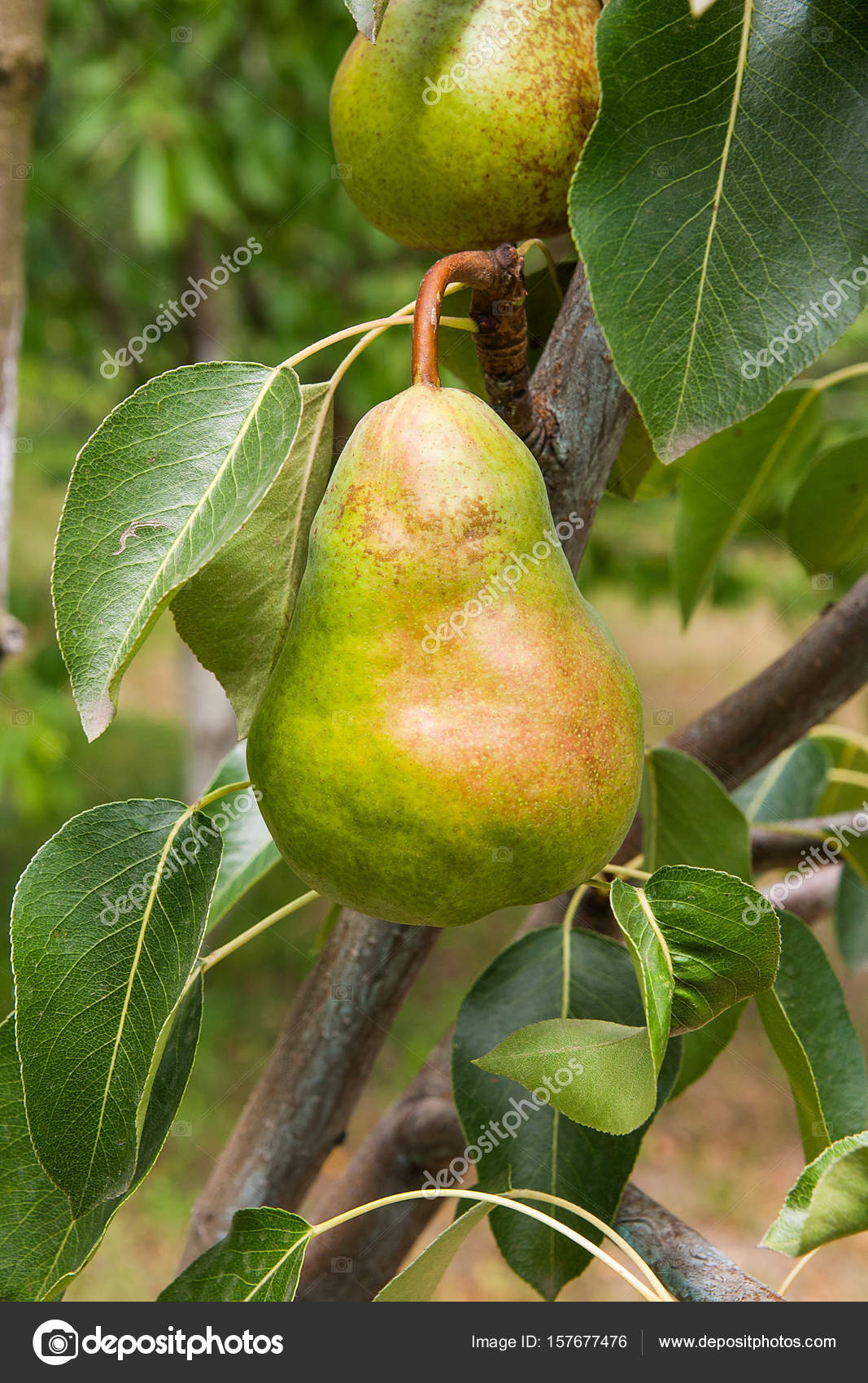 Grow Organic | Bosc Pear Tree