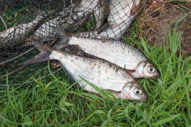 İki tatlı su white-eye çipura ve Olta Makarası ile balık