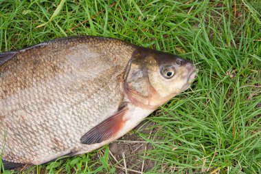 Siyah balık ağı üzerinde tek tatlı su balığı ortak çipura