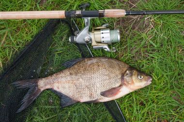 Tek tatlı su balığı ortak çipura ve olta ile reel üzerinde