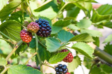 Blackberry bir demet görünümü kapatın. Blackber olgunlaşma