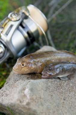 İki tatlı su bullhead balık veya yuvarlak kaya balığı sadece üzerinden alınan balık 