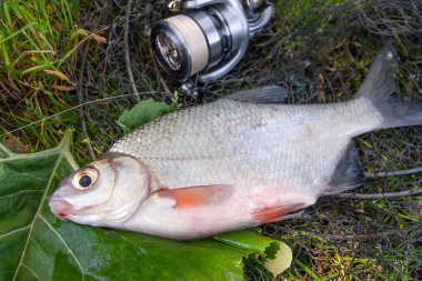 Tatlı su gümüş çipura veya beyaz brem balık görünümünü siyah balık