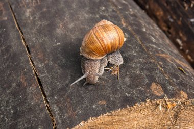 Bordo salyangoz (Helix, Roma salyangoz, yenilebilir snai görünümünü kapat